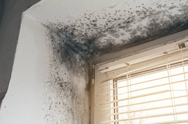 Affordable Mold Inspection And Testing solutions in Jobstown, NJ